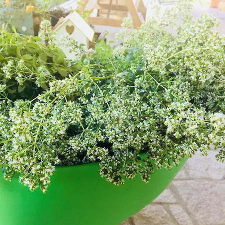 Agriturismo Cascina Nuova Vakantieboerderij Valenza